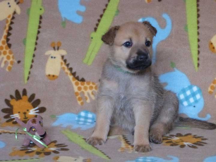 chinook puppy